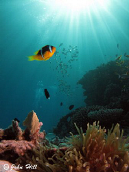 Anemone Fish patrolling his home and red sea reef backdro... by John Hill 